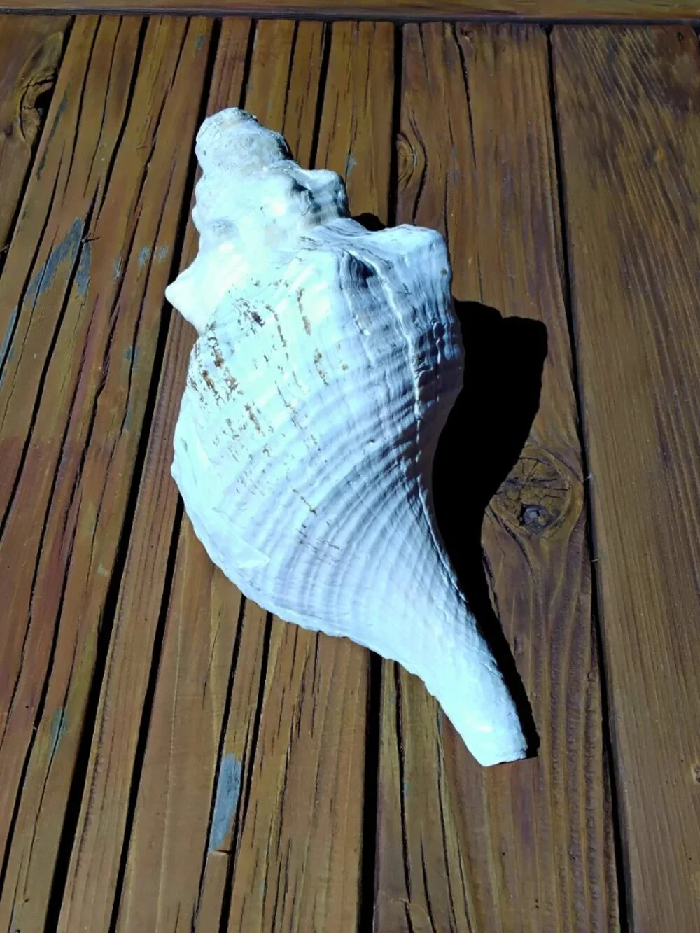 11" Florida Horse Conch Sea Shell Coastal Decor. Triplofusus Giganteus - Picture 5 of 7